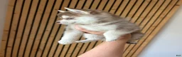 Pomsky dogs for sale: Poppy Teacup/Micro Pomsky - Ad 5
