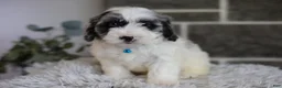 Maltipoo dogs for sale: Dexter  - Ad 8