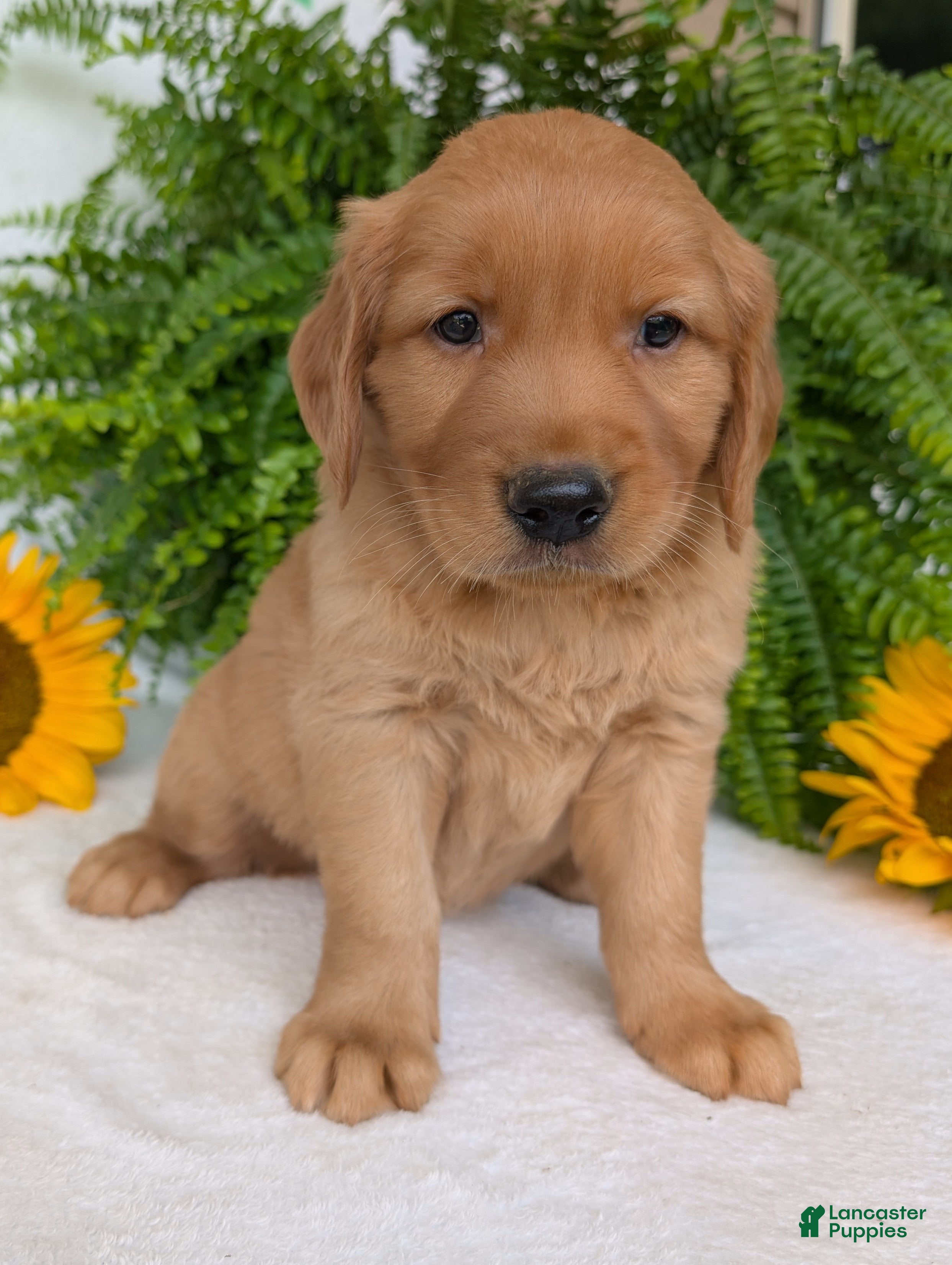 Golden Retriever dogs Buddy  - Ad 1