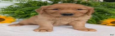 Buddy 