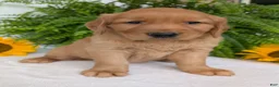Golden Retriever dogs for sale: Buddy  - Ad 1