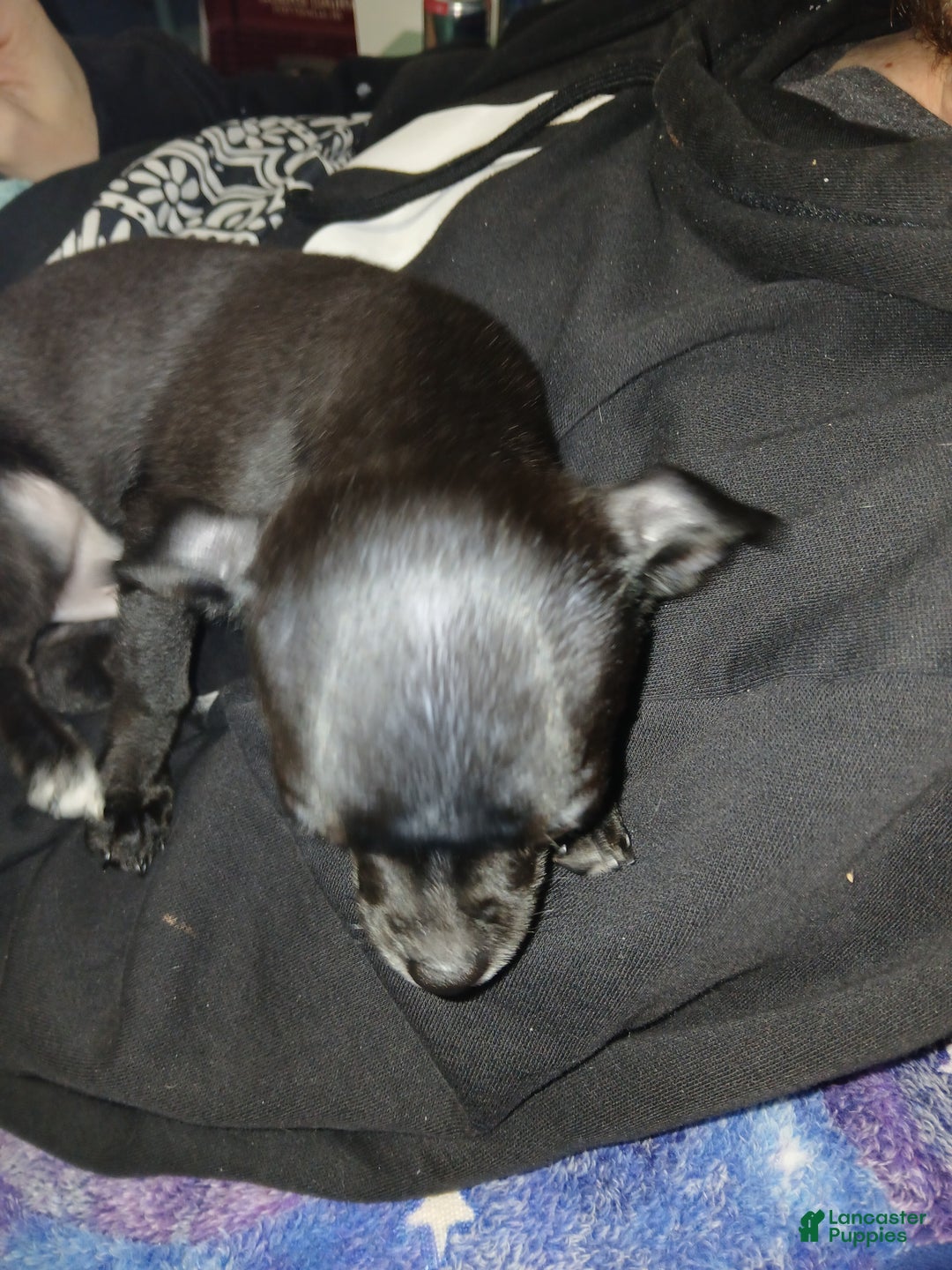 Chihuahua dogs for sale: Momo - Ad 5