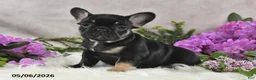 French Bulldog dogs for sale: Holly - Ad 1