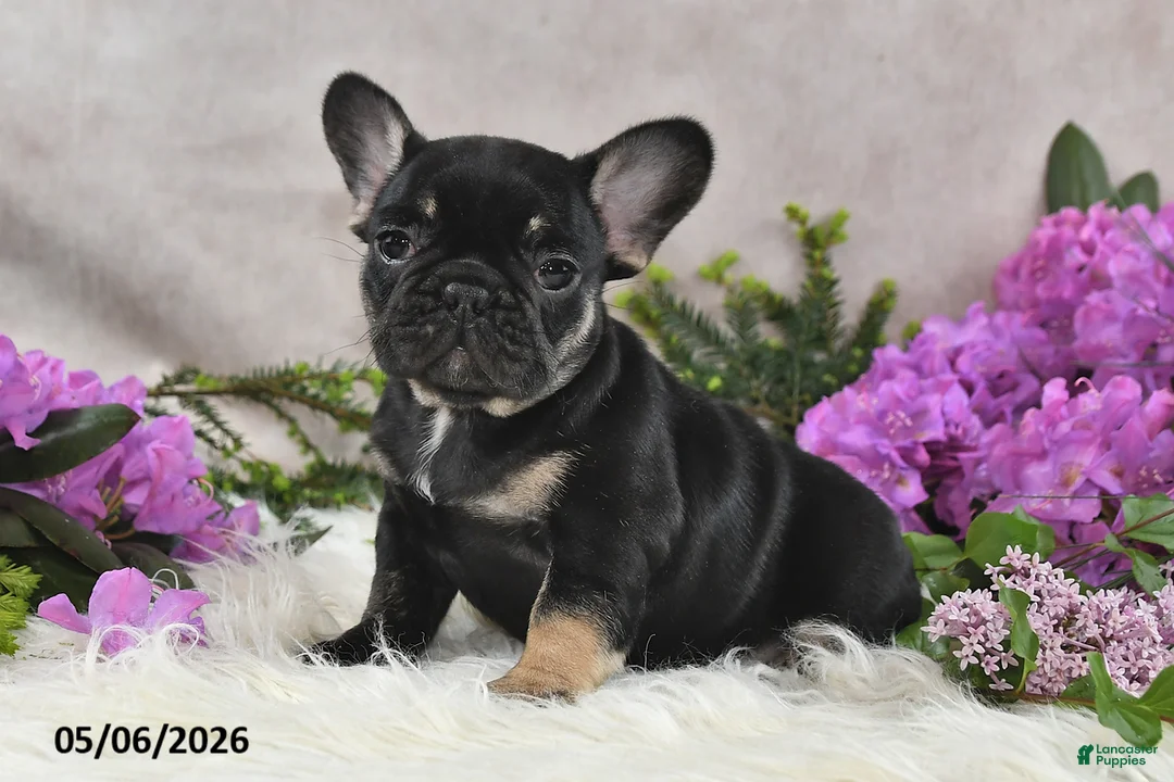 French Bulldog dogs for sale: Holly - Ad 1