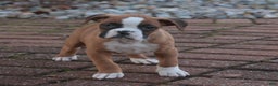 Boxer dogs for sale: Elsie - Ad 5