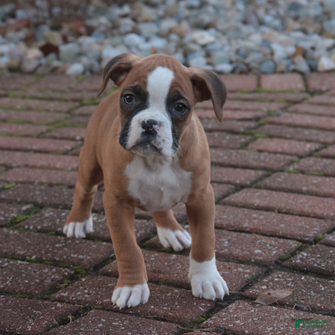 Boxer dogs for sale: Elsie - Ad 5