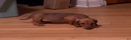 Miniature Dachshund dogs for sale: Miniature Dachshund red smooth - Ad 5