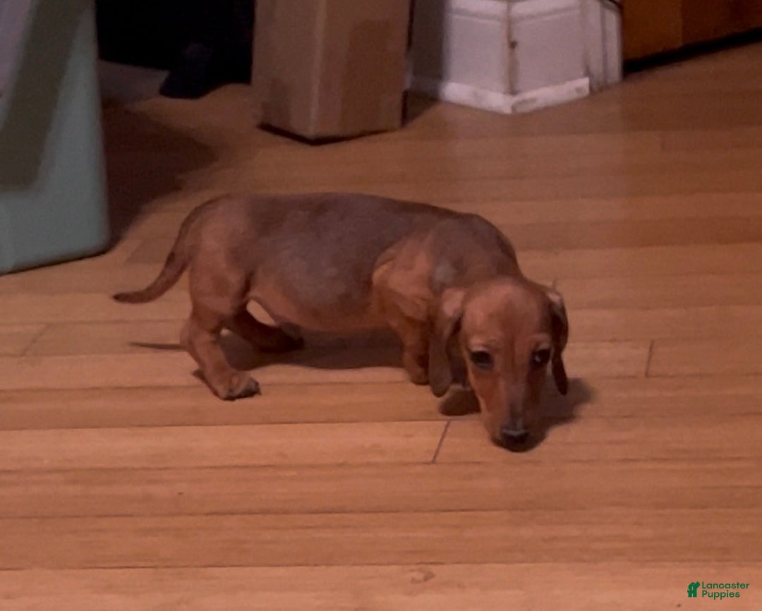 Miniature Dachshund dogs for sale: Miniature Dachshund red smooth - Ad 5