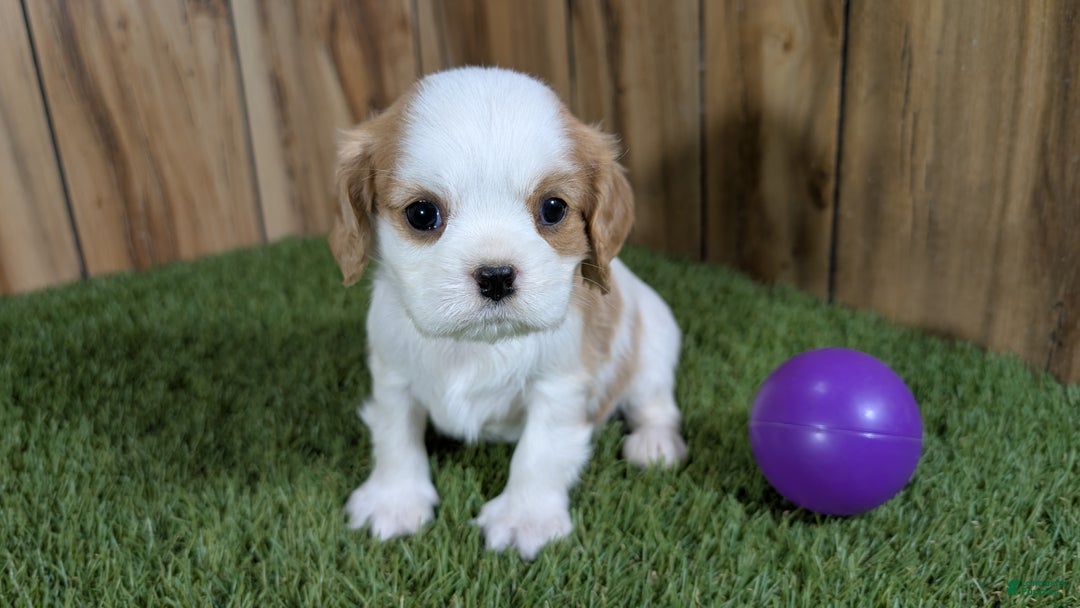 Cavalier King Charles Spaniel dogs for sale: Sally Girl 2 - Ad 2