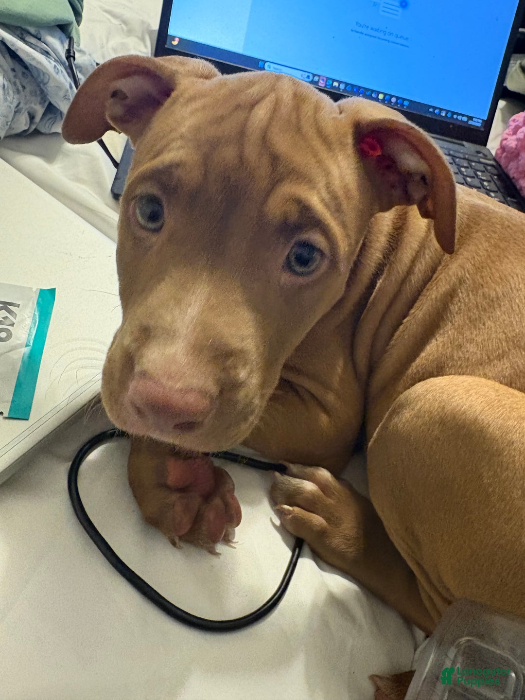 American Pit Bull Terrier dogs for sale: American Pit Bull Terrier Puppy 5 - Ad 1