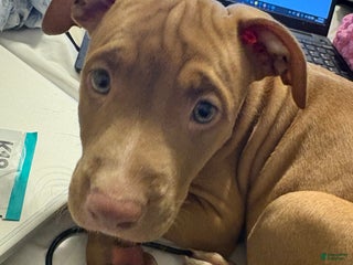 American Pit Bull Terrier dogs American Pit Bull Terrier Puppy 5 - Ad 7