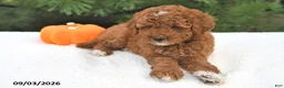 Mini Goldendoodle dogs for sale: Ruby - Ad 5