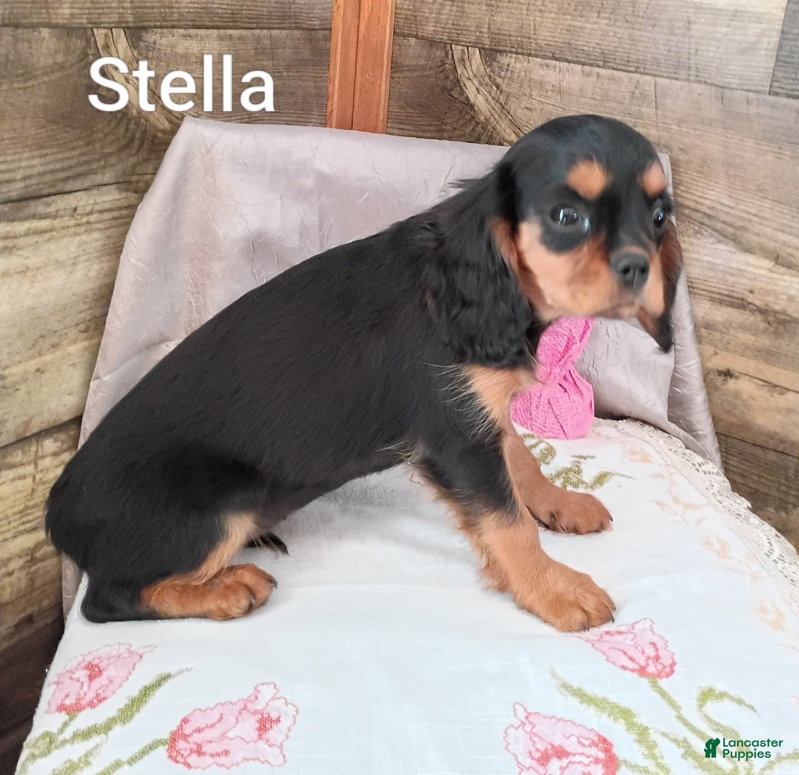 Cavalier King Charles Spaniel dogs for sale: Stella - Ad 1