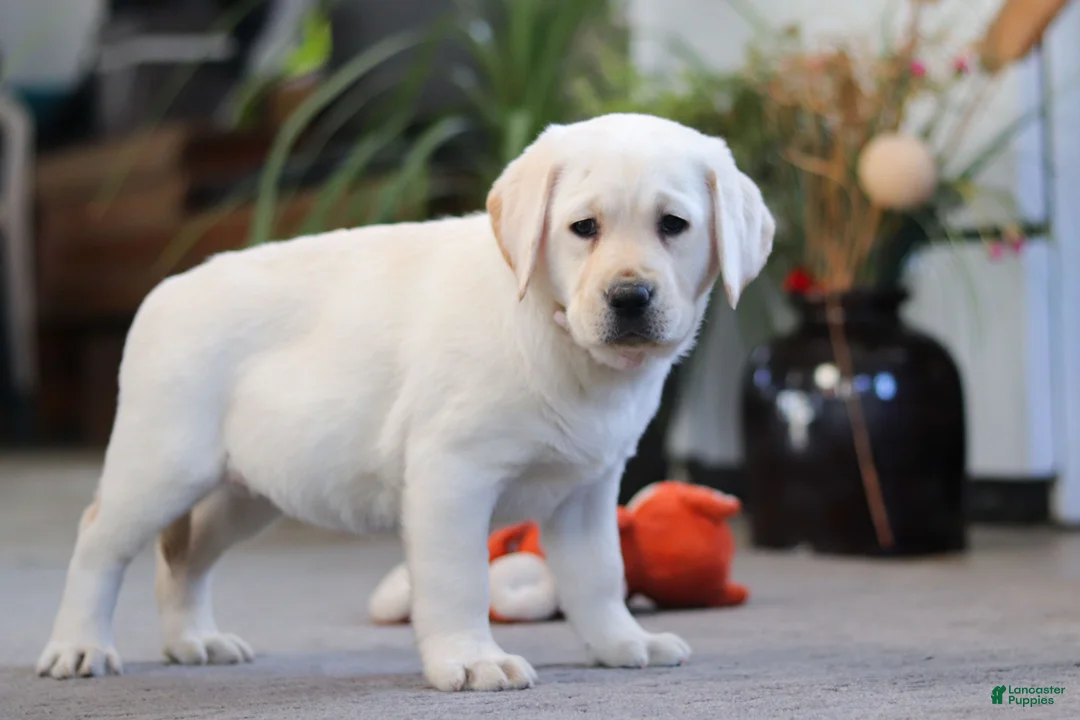 Labrador Retriever dogs for sale: Bela - Ad 5