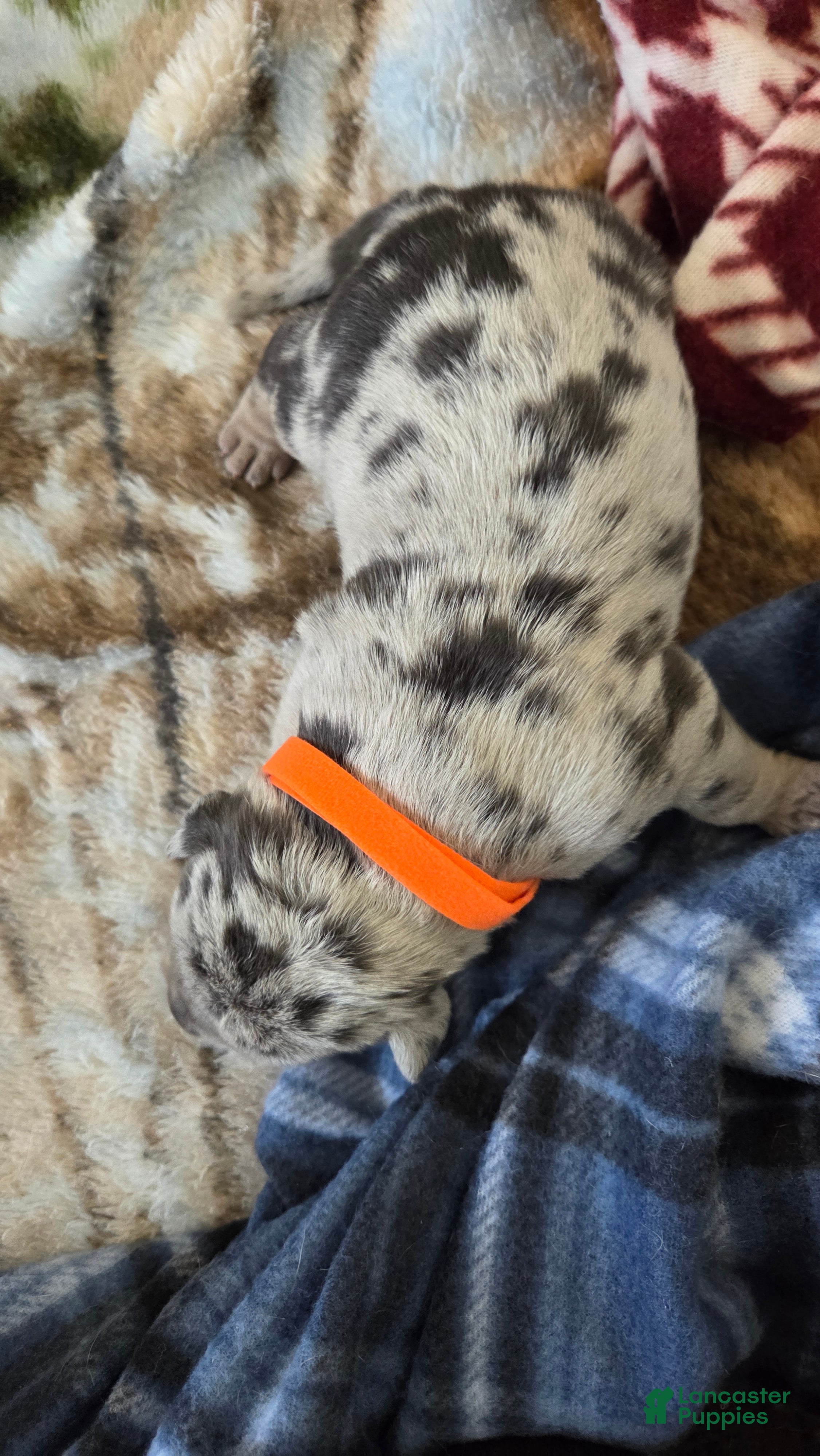 American Bulldog dogs Blue Merle Male (Orange) - Ad 1