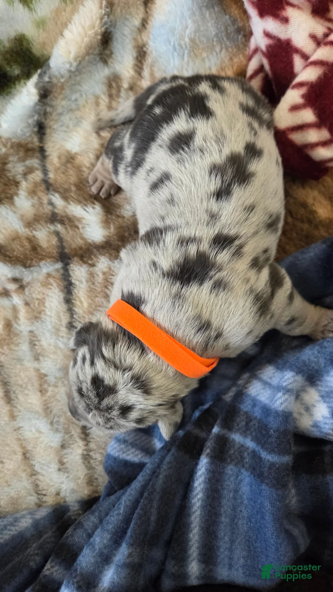 American Bulldog dogs for sale: Blue Merle Male (Orange) - Ad 1