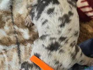 American Bulldog dogs Blue Merle Male (Orange) - Ad 1