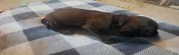 Other breed dogs for sale: Bavarian Mountain Scent Hound Black Male Puppy - Ad 4