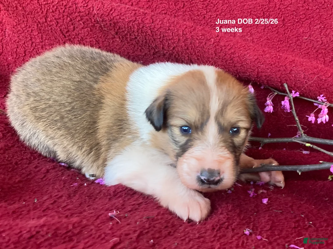 Collie dogs for sale: Juana - Ad 2