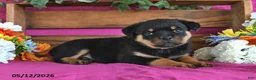Rottweiler dogs for sale: Nellie - Ad 2