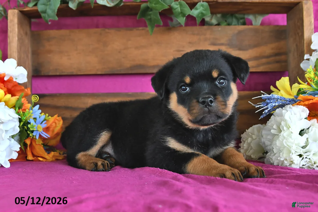 Rottweiler dogs for sale: Nellie - Ad 2