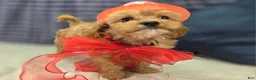 Cavapoo dogs for sale: Miles - Ad 5