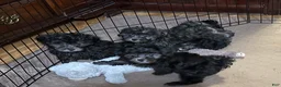 Shihpoo dogs for sale: Shihpoo 4 - Ad 6