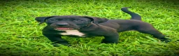 Presa Canario dogs for sale: Presa Canario 4 - Ad 3