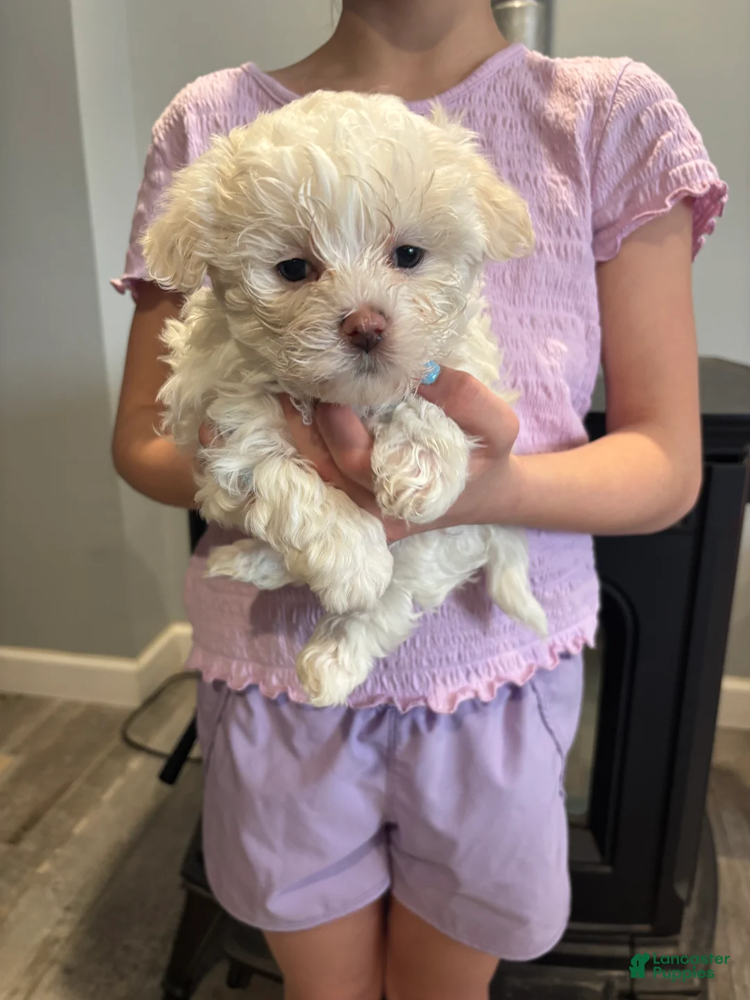 Maltipoo dogs for sale: Zoe - Ad 1