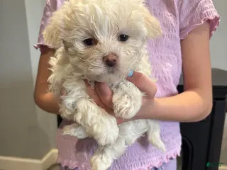 Maltipoo dogs Zoe - Ad 41