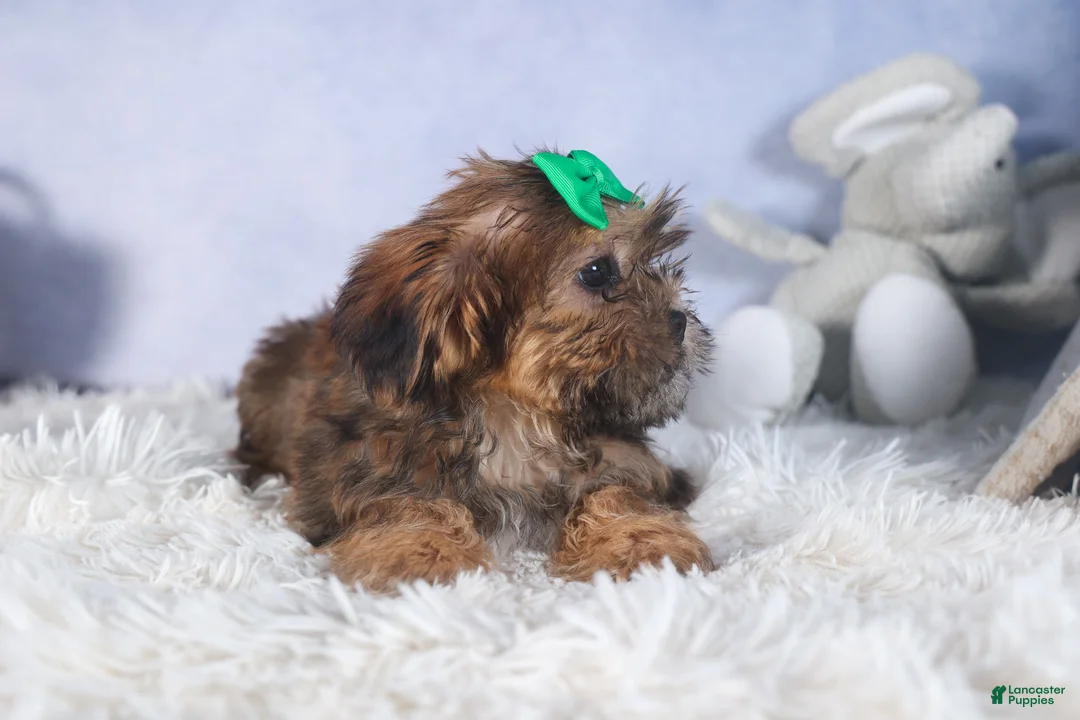 Shorkie dogs for sale: JAMIE - Ad 9