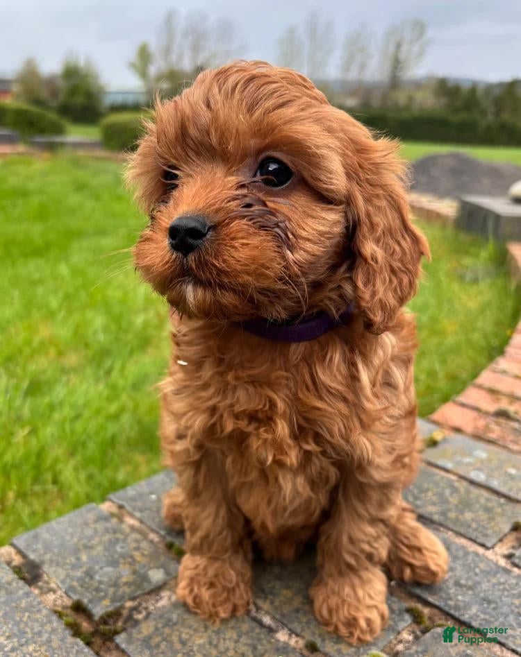 Cavapoo dogs Rex - Ad 35