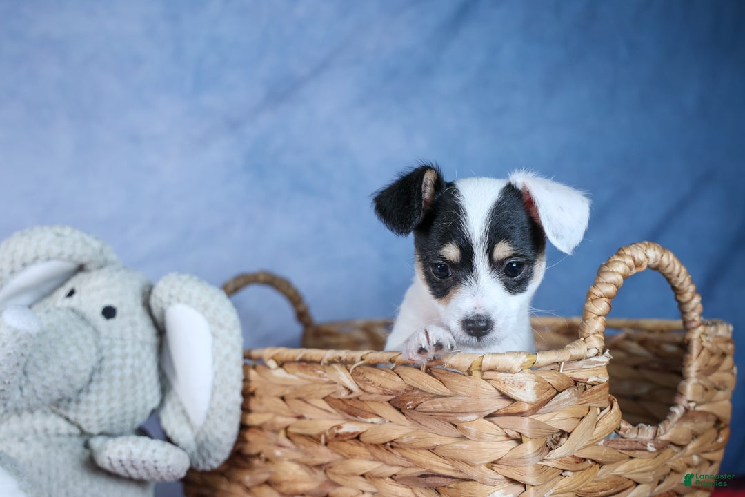 Chipoo dogs for sale: Kisses - Ad 9