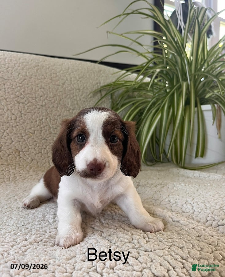 Miniature Dachshund dogs Betsy - Ad 1