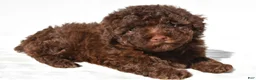 Miniature Poodle dogs for sale: Sophie - Ad 5
