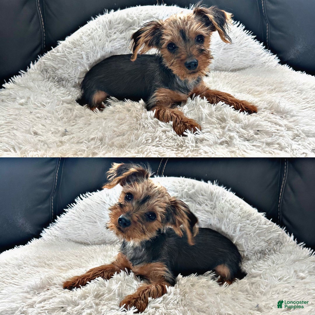 Yorkshire Terrier dogs for sale: Yorkshire Terrier Puppy 4 - Ad 1