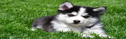 Pomsky dogs for sale: Otis - Ad 11