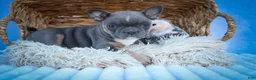 Frenchton dogs for sale: Poppy  - Ad 7