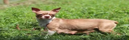 Boston Terrier dogs for sale: Meadow - Ad 8