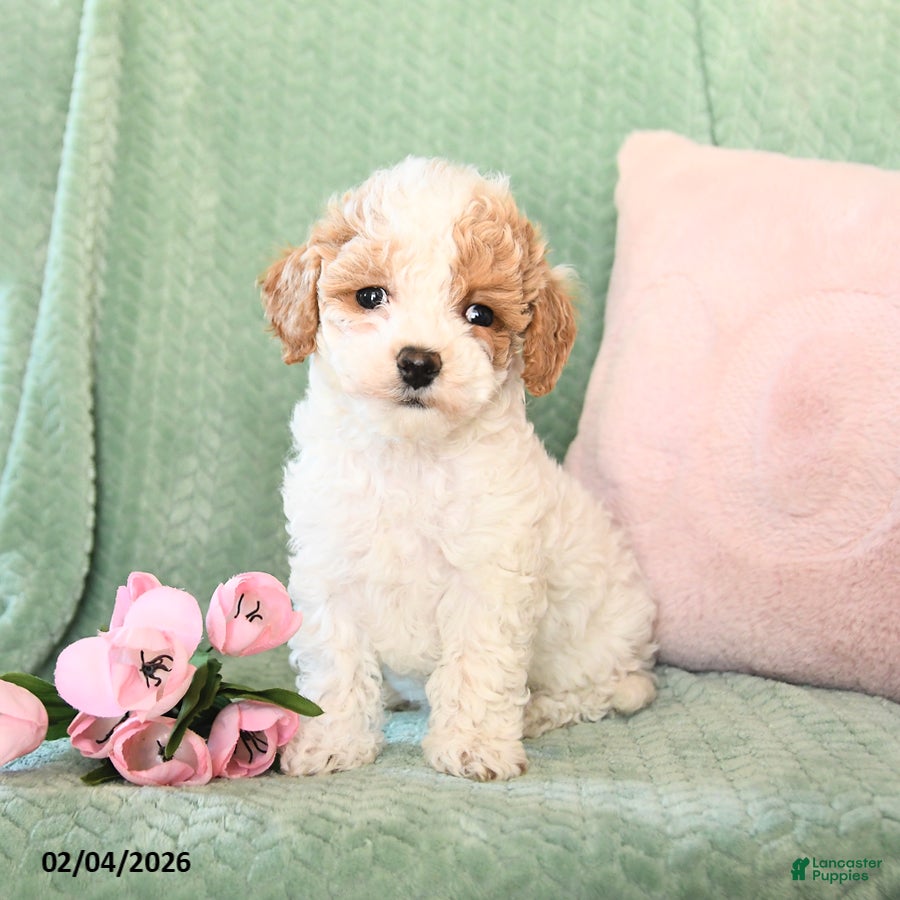 Bichpoo dogs Sunny  - Ad 40