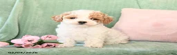 Bichpoo dogs for sale: Sunny  - Ad 1