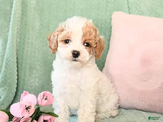 Bichpoo dogs Sunny - Ad 40