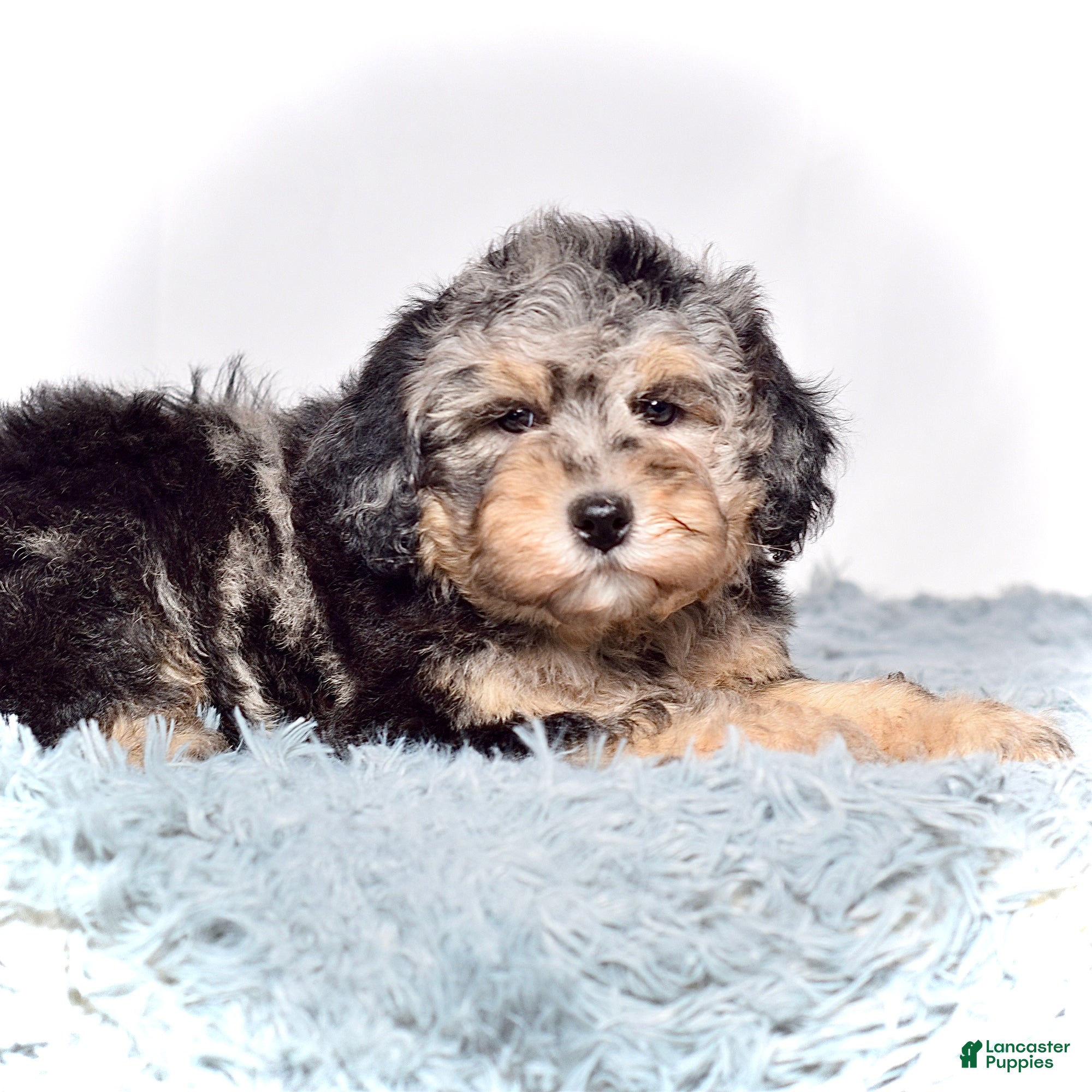 Mini Goldendoodle dogs Ms. Una - Ad 4