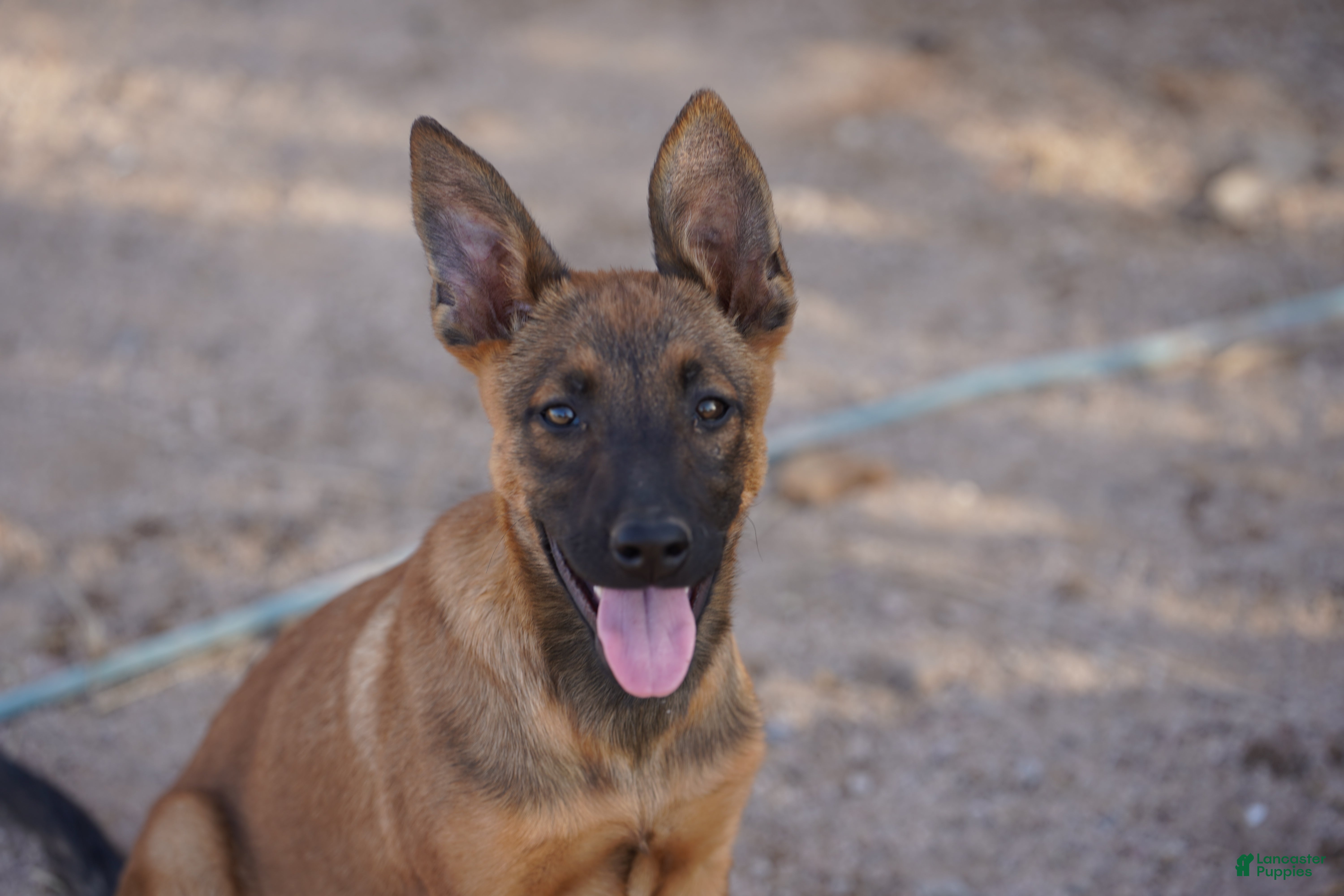 Belgian Malinois dogs Malinois M - Ad 10
