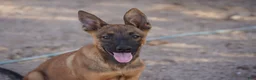 Belgian Malinois dogs for sale: Malinois M - Ad 1