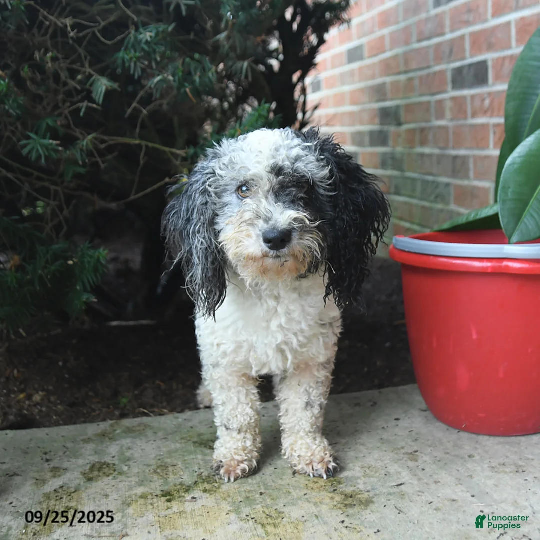 Toy Poodle dogs for sale: Wade  - Ad 6