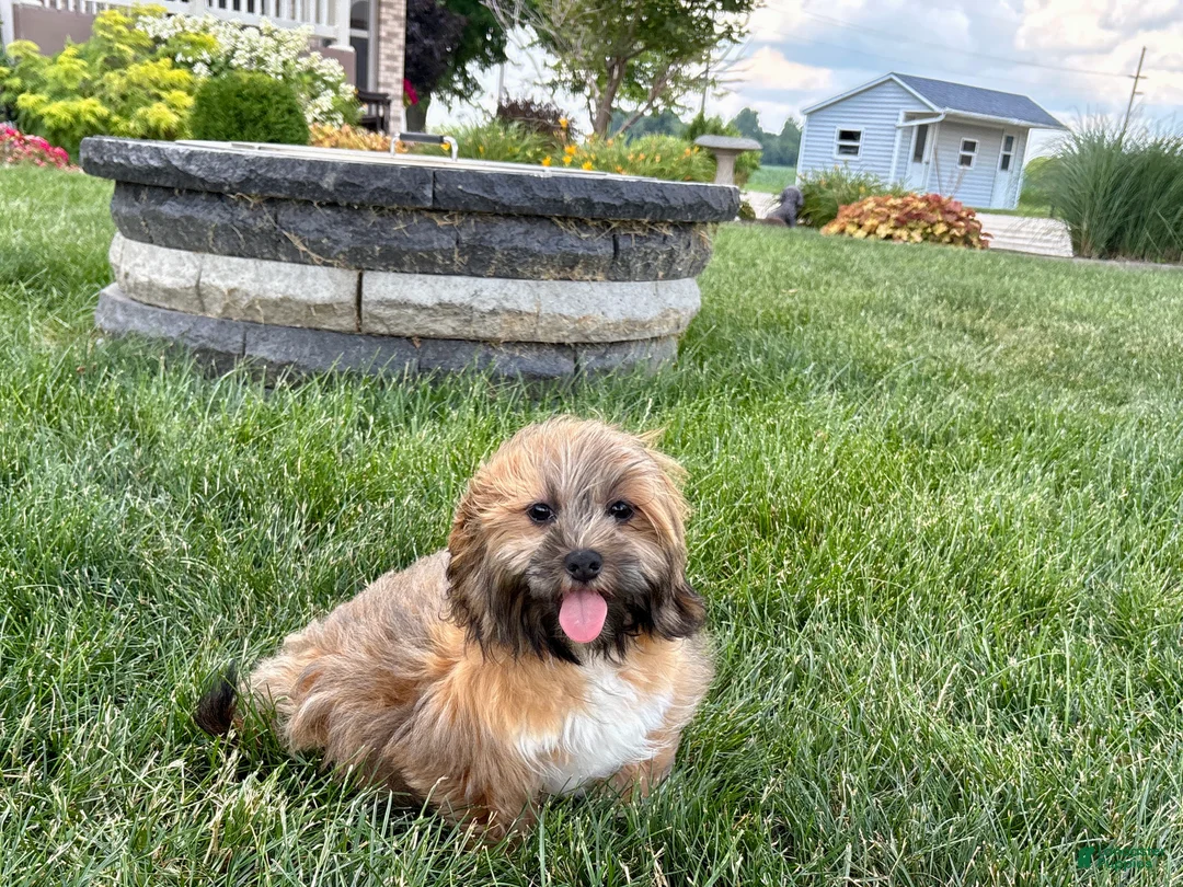 Lhasa Apso dogs for sale: Gloria - Ad 1