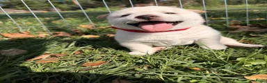 Mochi