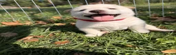Shiba Inu dogs for sale: Mochi - Ad 1