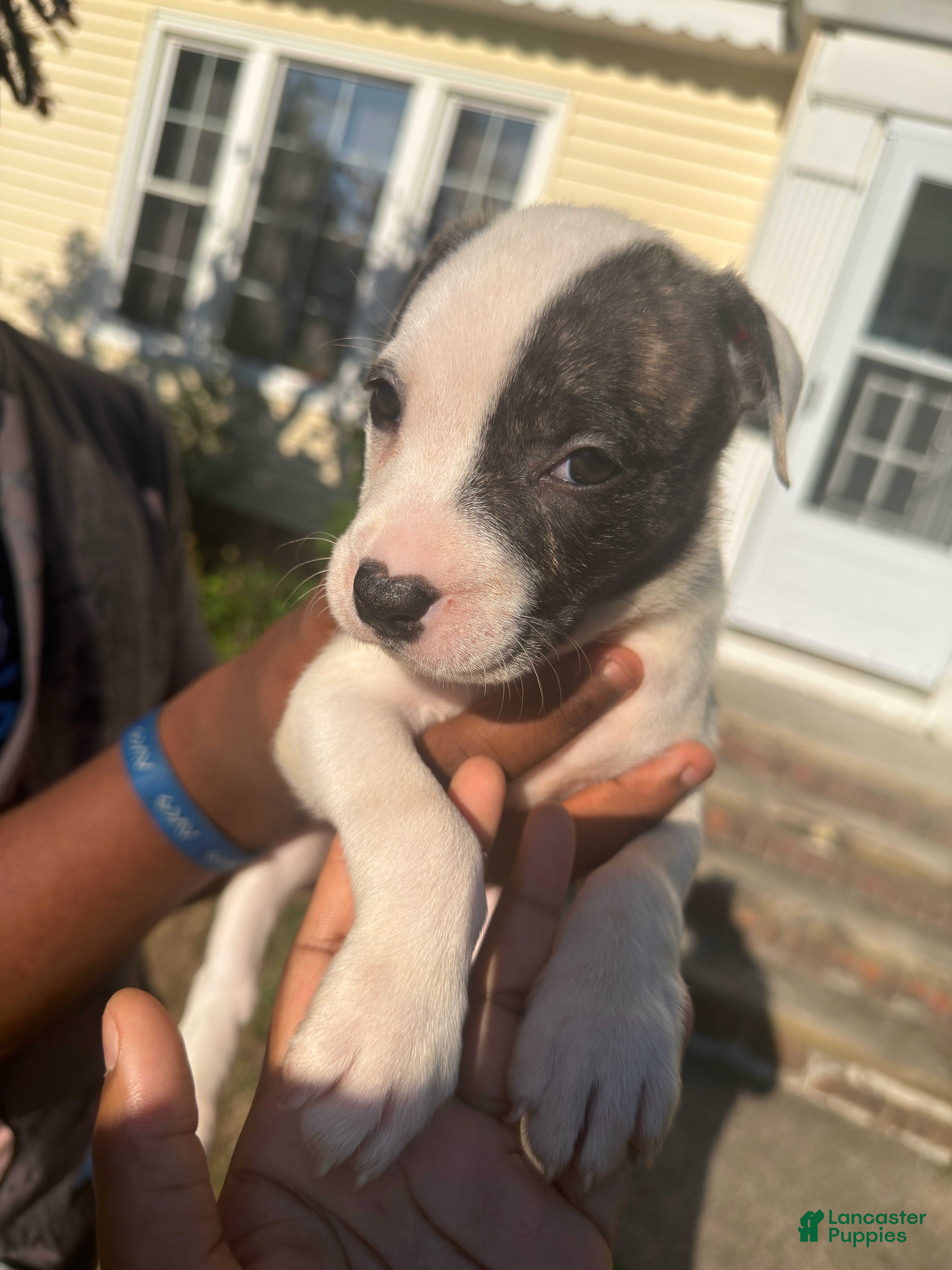 American Pit Bull Terrier dogs Stormie (girl)  - Ad 2